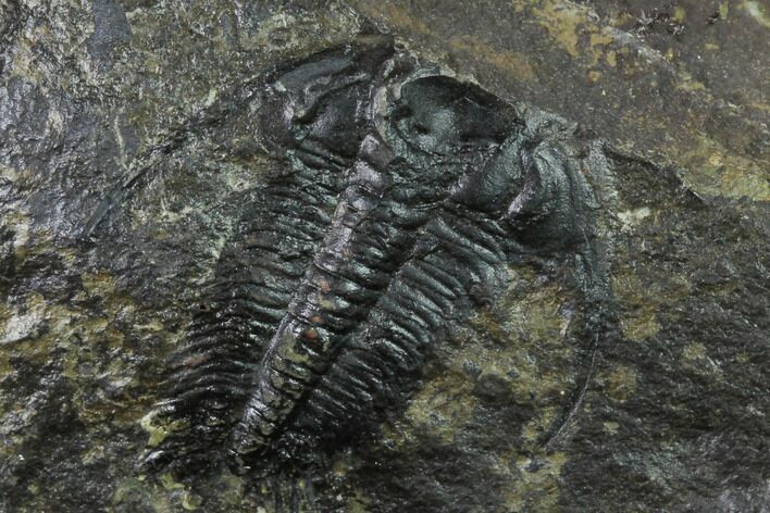 Cambrian Paradoxides Trilobite Fossil - Czech Republic #135536